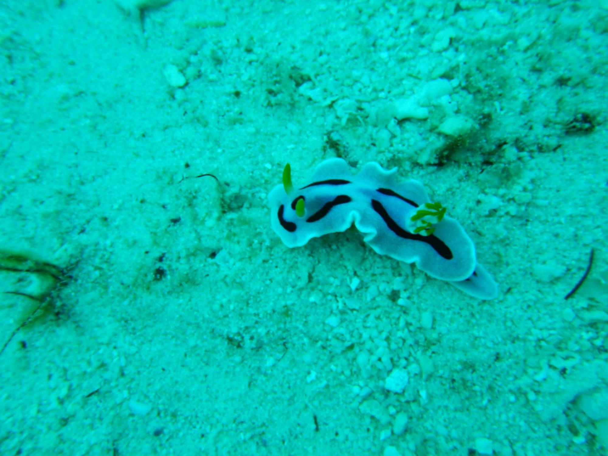 Raja Ampat Blue Sea Villa Besir Kültér fotó