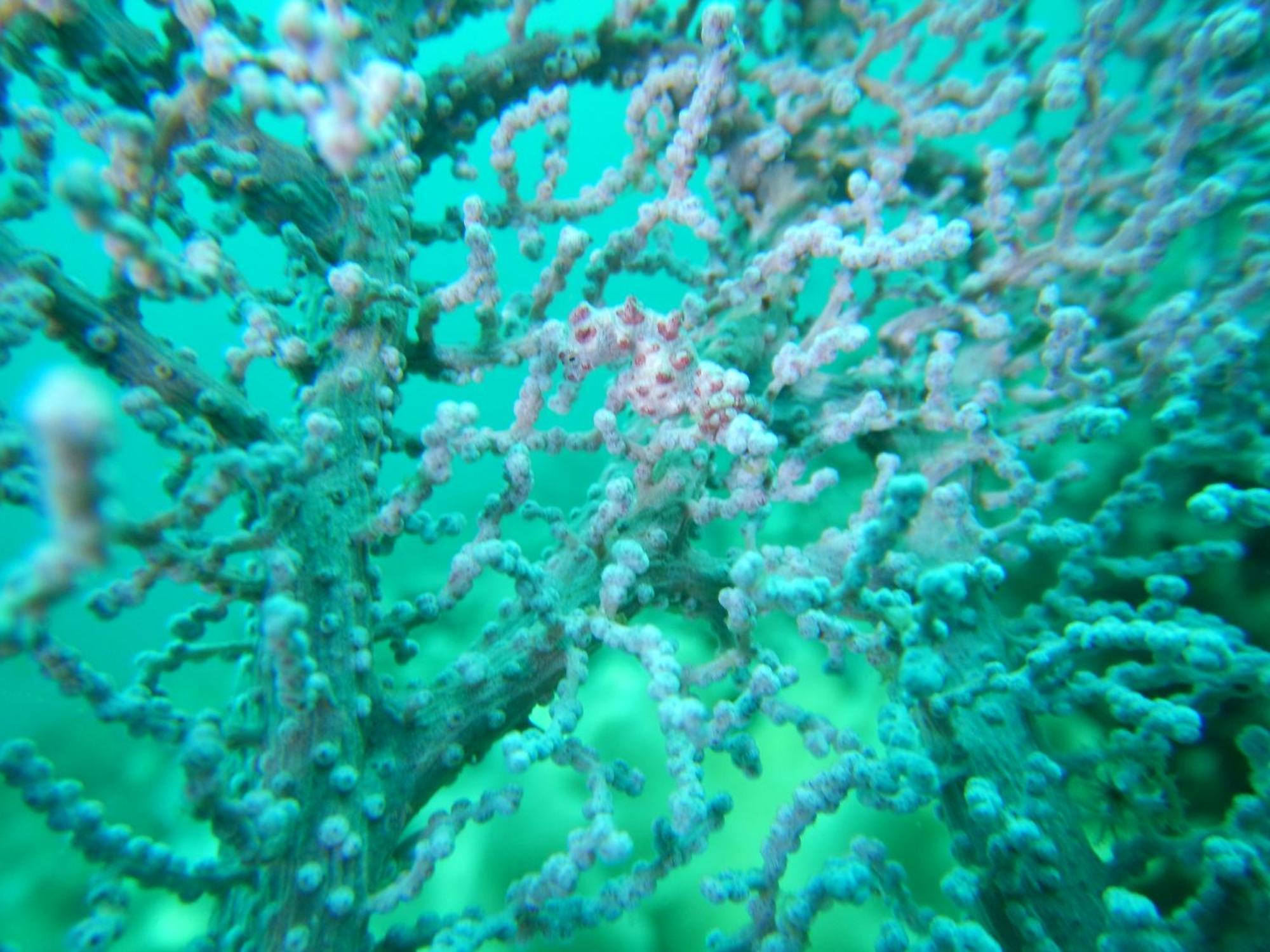Raja Ampat Blue Sea Villa Besir Kültér fotó