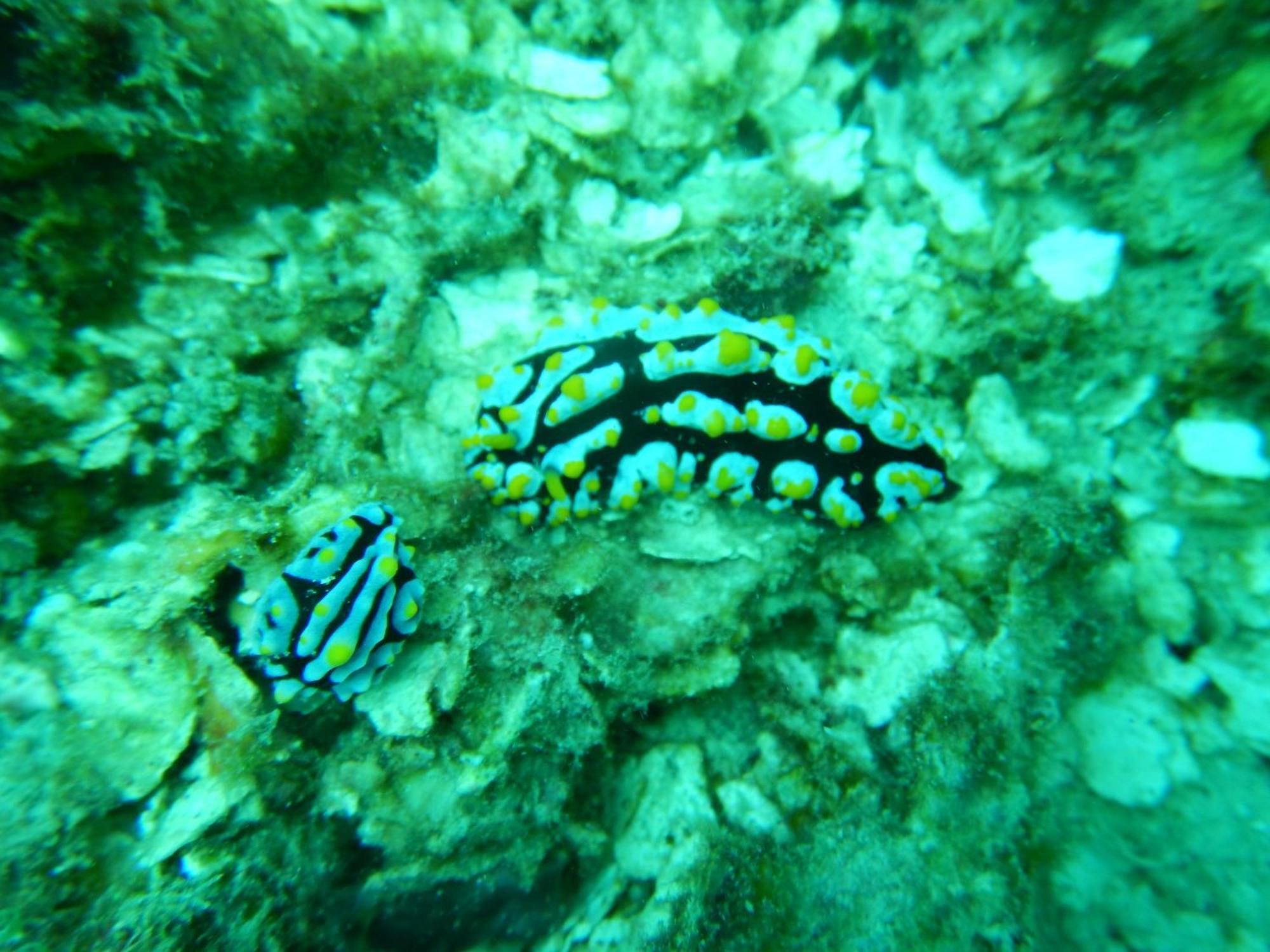 Raja Ampat Blue Sea Villa Besir Kültér fotó