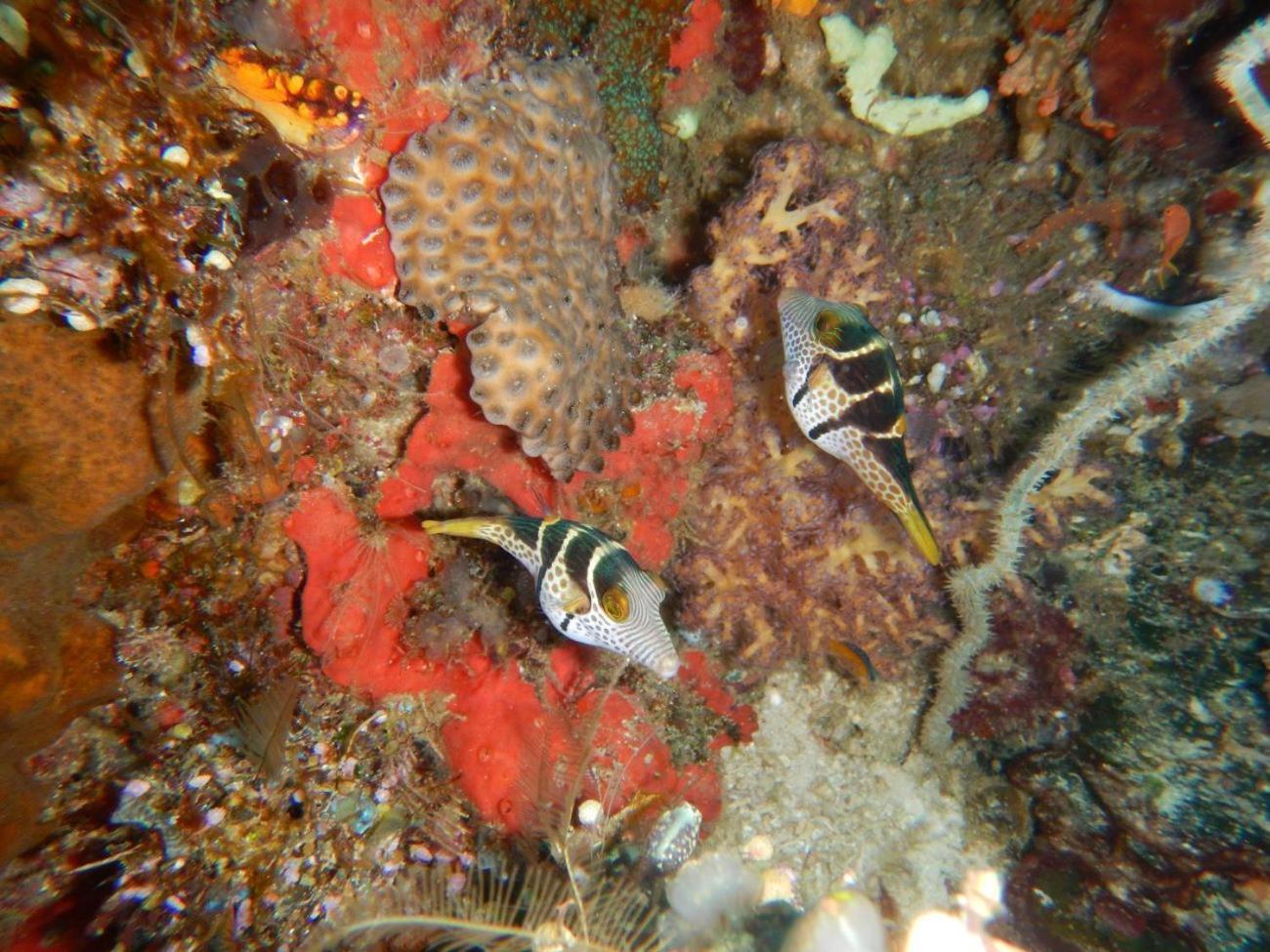 Raja Ampat Blue Sea Villa Besir Kültér fotó