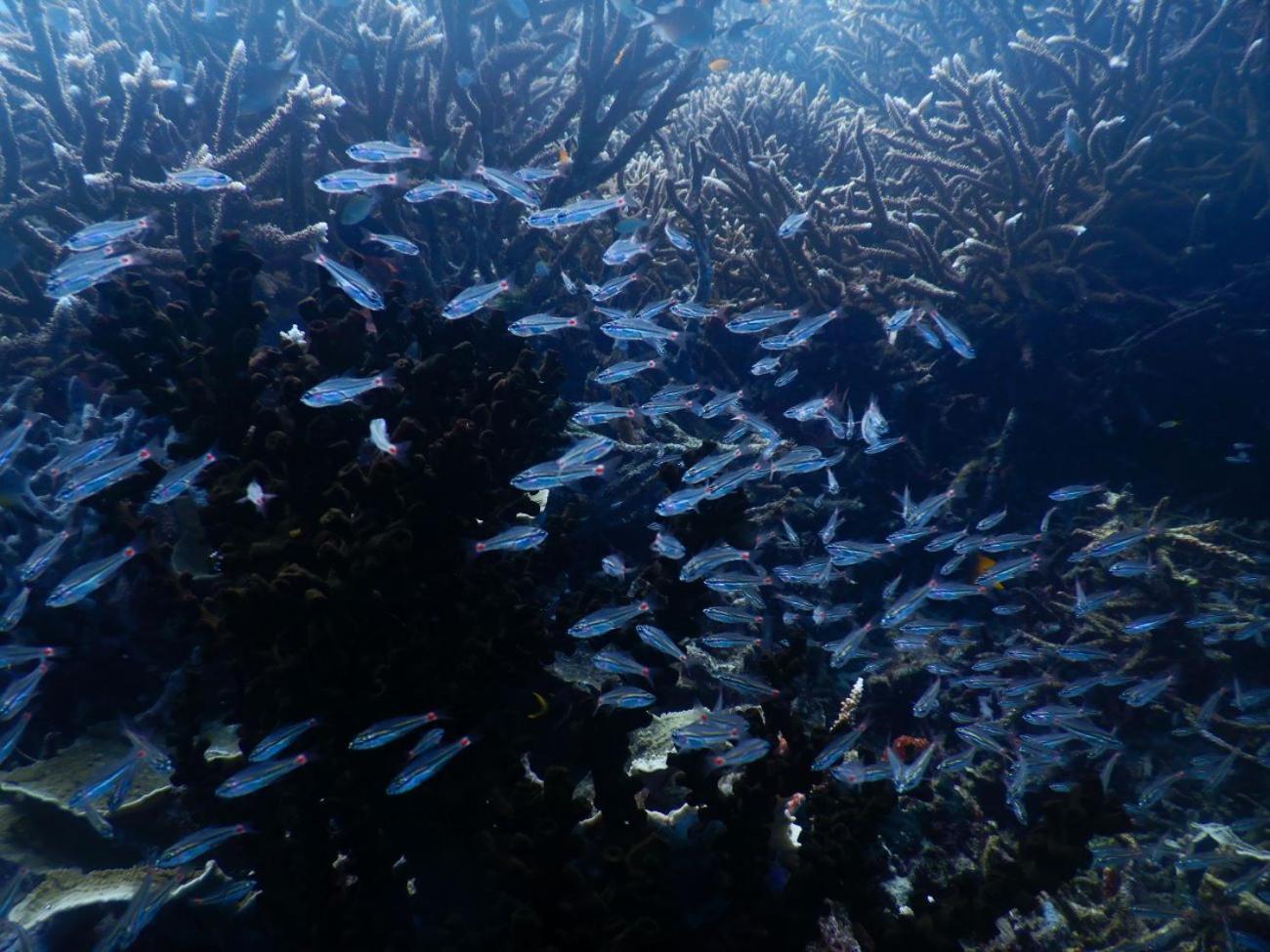 Raja Ampat Blue Sea Villa Besir Kültér fotó